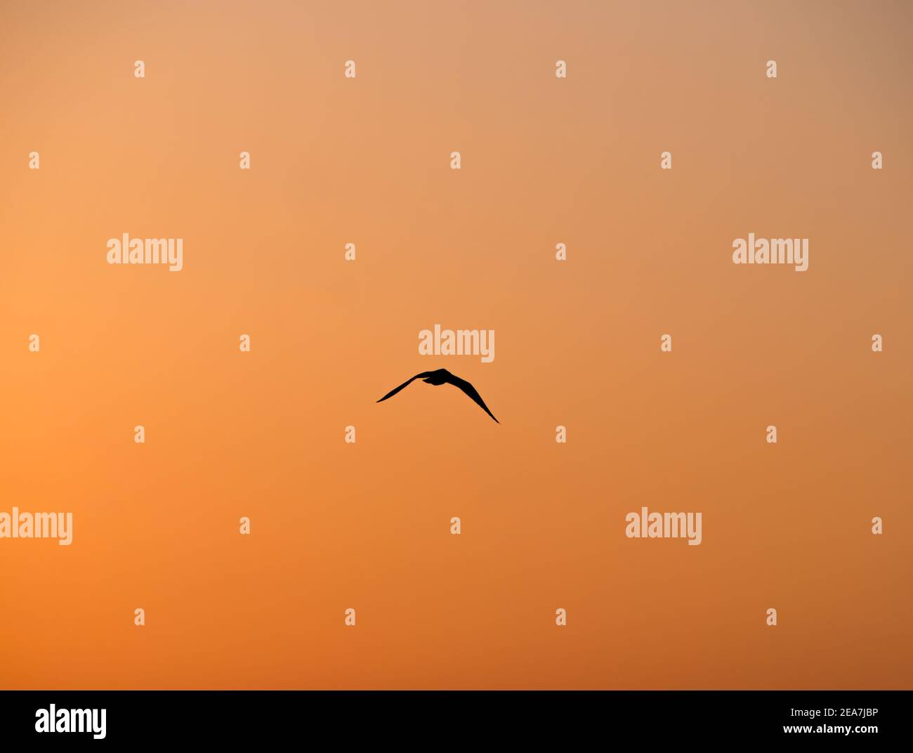 Silhouette d'un oiseau volant au coucher du soleil sur fond orange. Banque D'Images