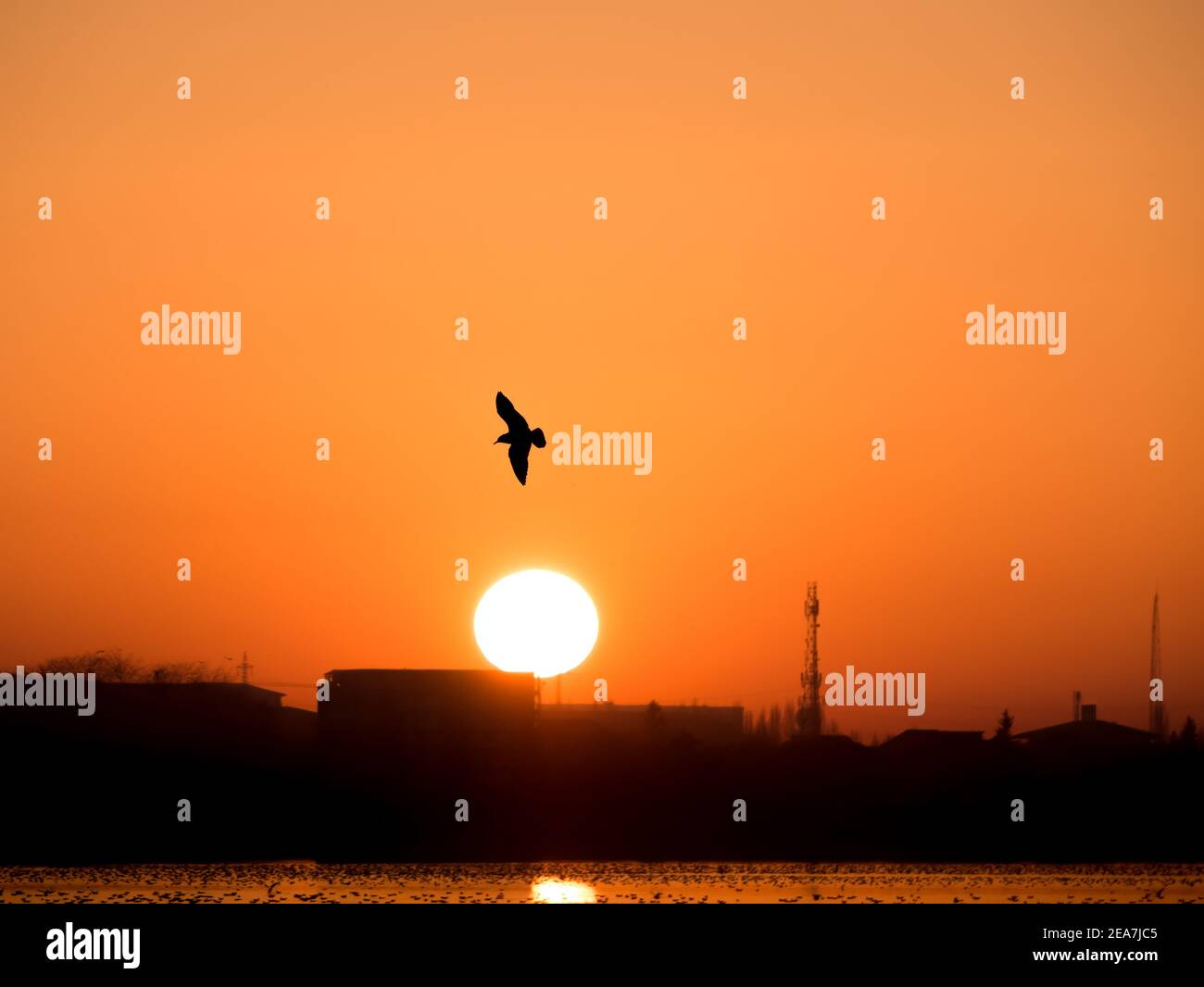 Magnifique coucher de soleil sur le lac Dambovita (Lacul Morii) à Bucarest, Roumanie. Silhouette d'un oiseau volant au coucher du soleil. Banque D'Images