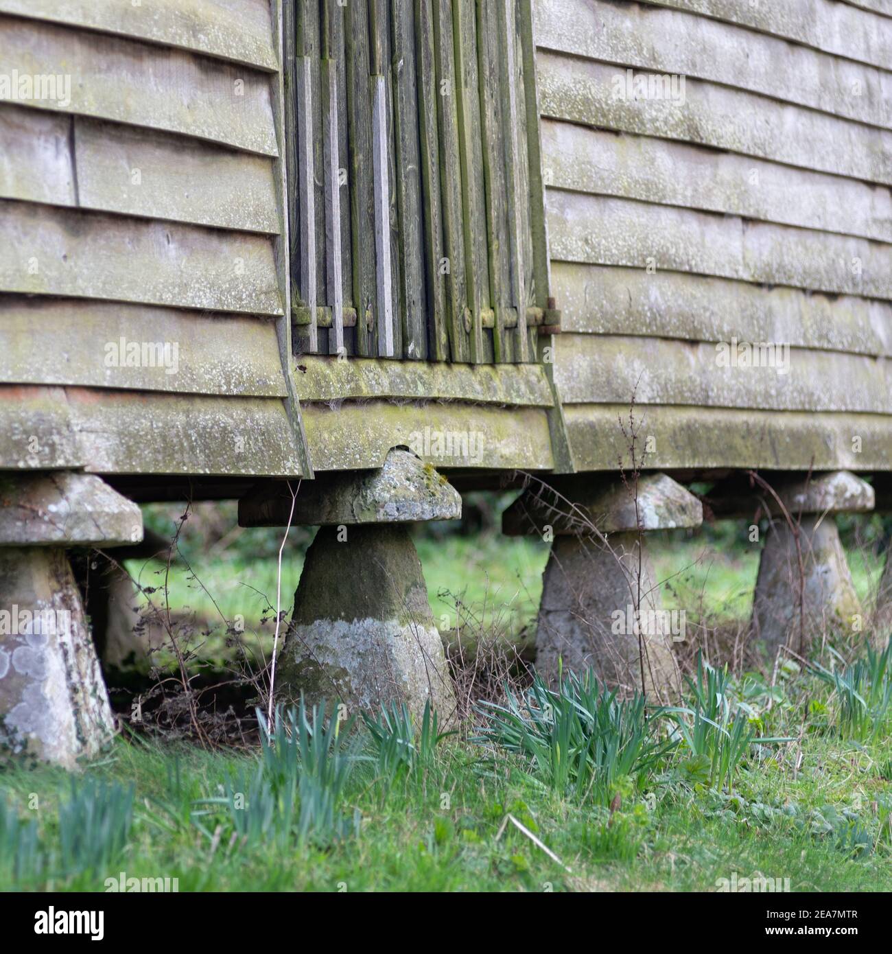 Staddle Stones (Staddlestones) soutenant un vieux magasin de céréales dans le Hampshire, en Angleterre Banque D'Images