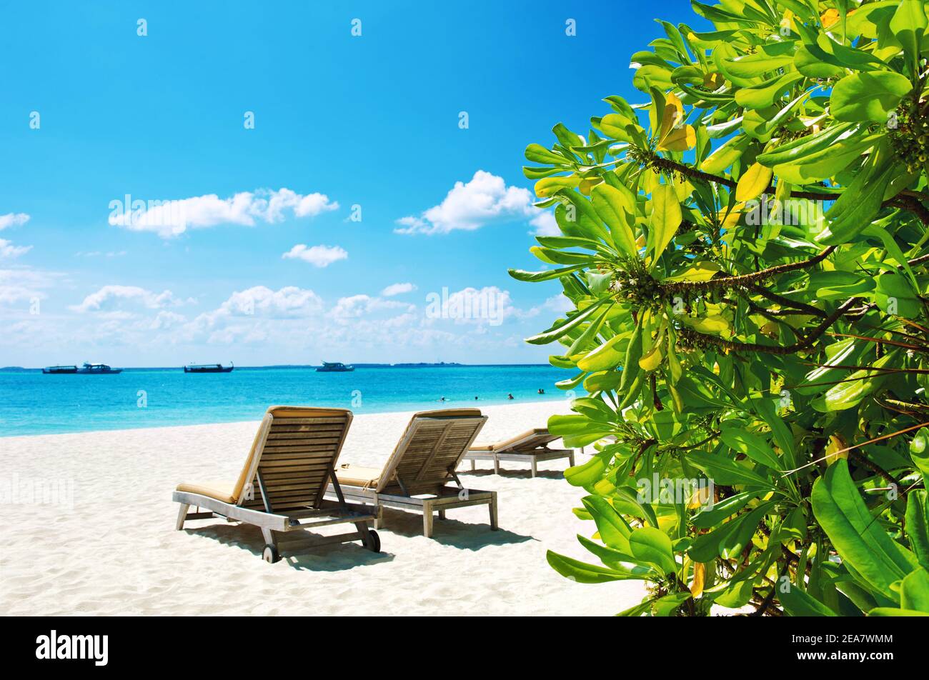Chaises en bois sur la plage de sable. Ciel bleu et plantes vertes. Paysage de la nature Banque D'Images
