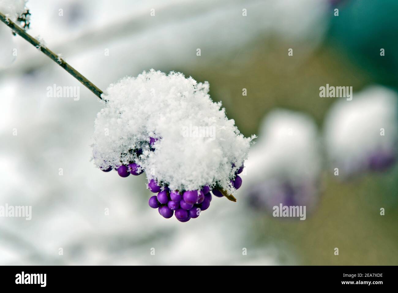 Saison, neige couverte amour perles baies de brousse Banque D'Images