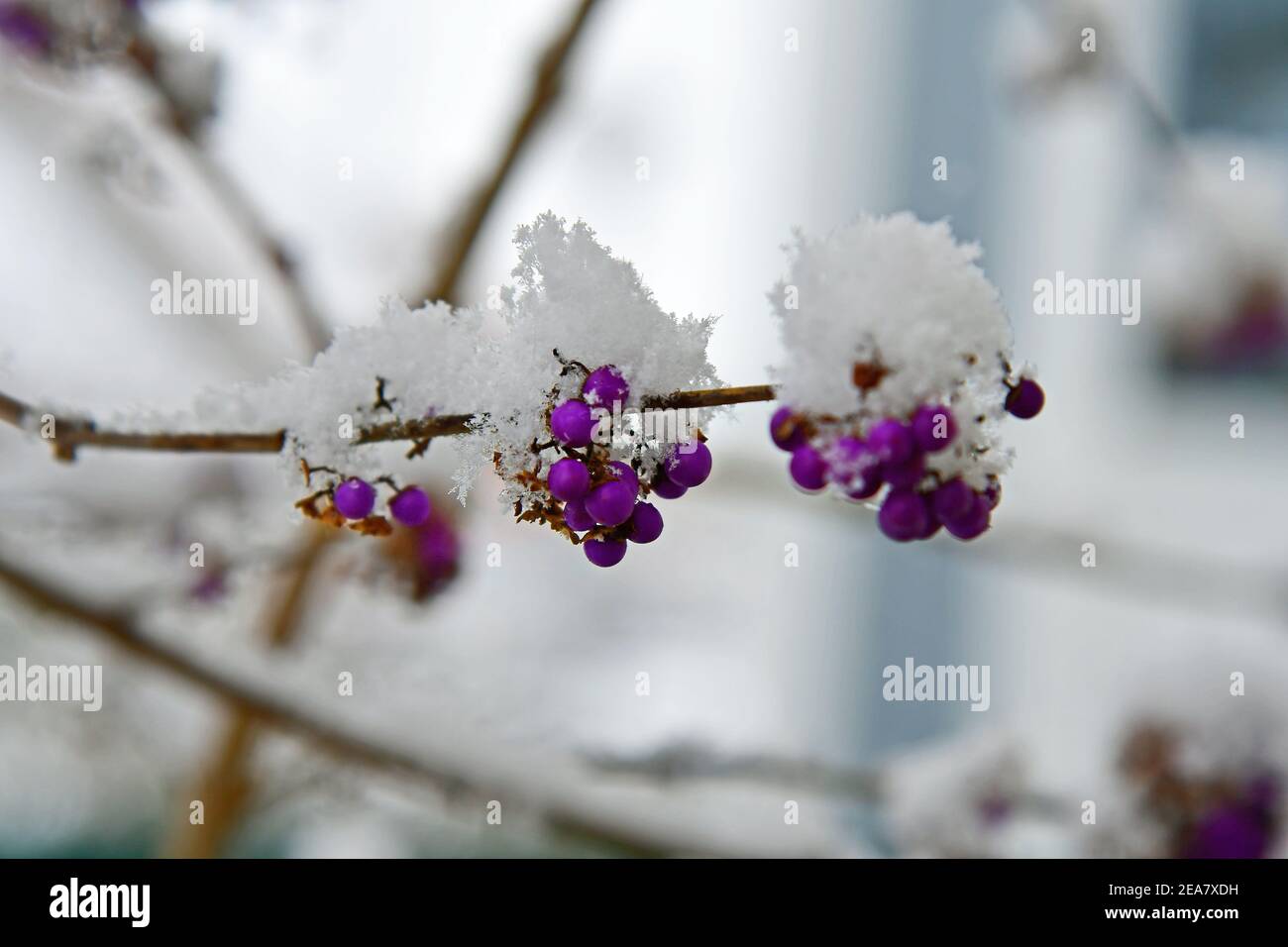 Autriche, buisson de perle d'amour recouvert de neige Banque D'Images