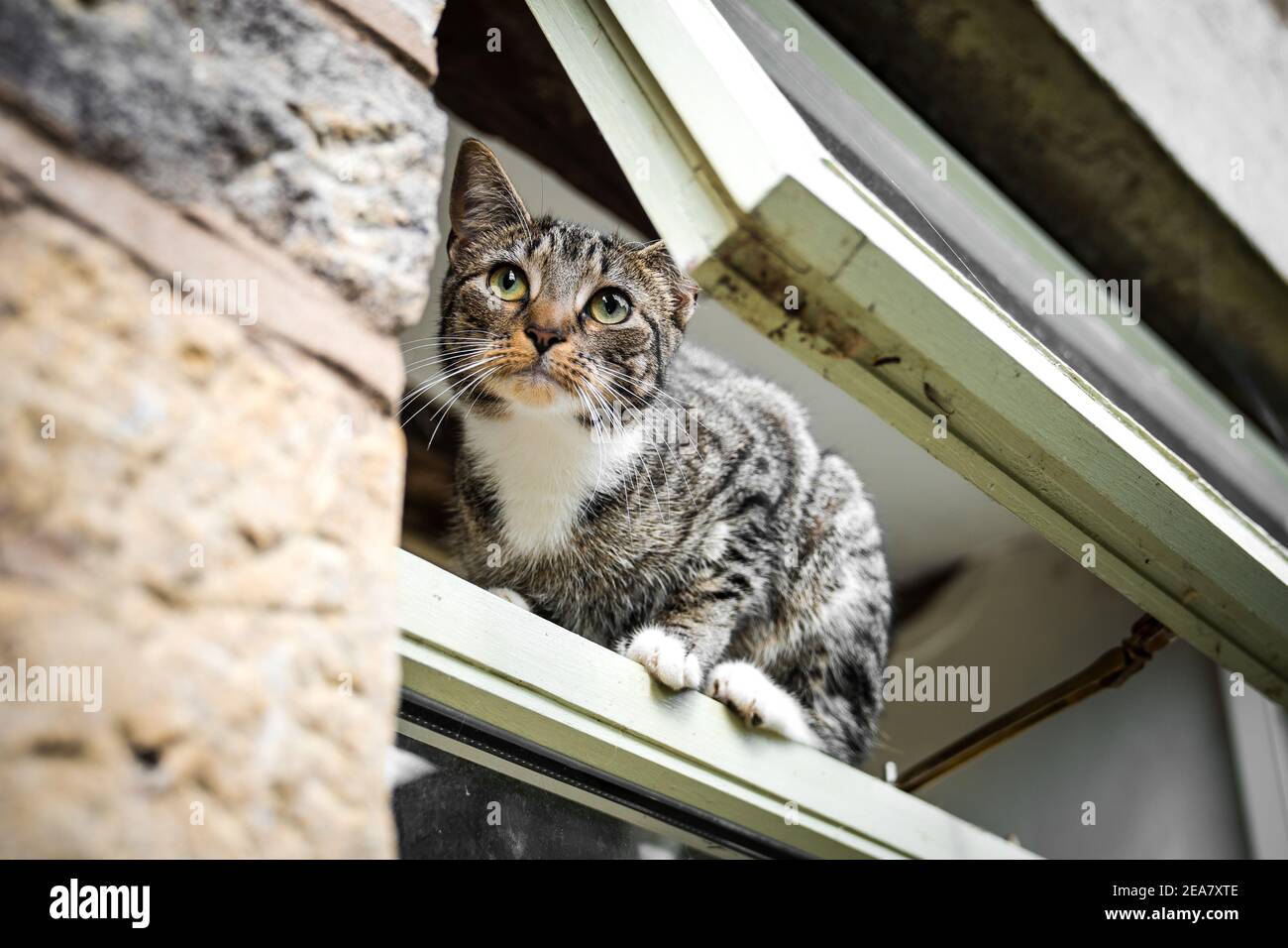 Joli jeune chat curieux avec de beaux grands yeux et de la fourrure equilibrage et position debout dans une fenêtre ouverte de l'extérieur en montant à l'intérieur maison résidentielle s'échappant Banque D'Images