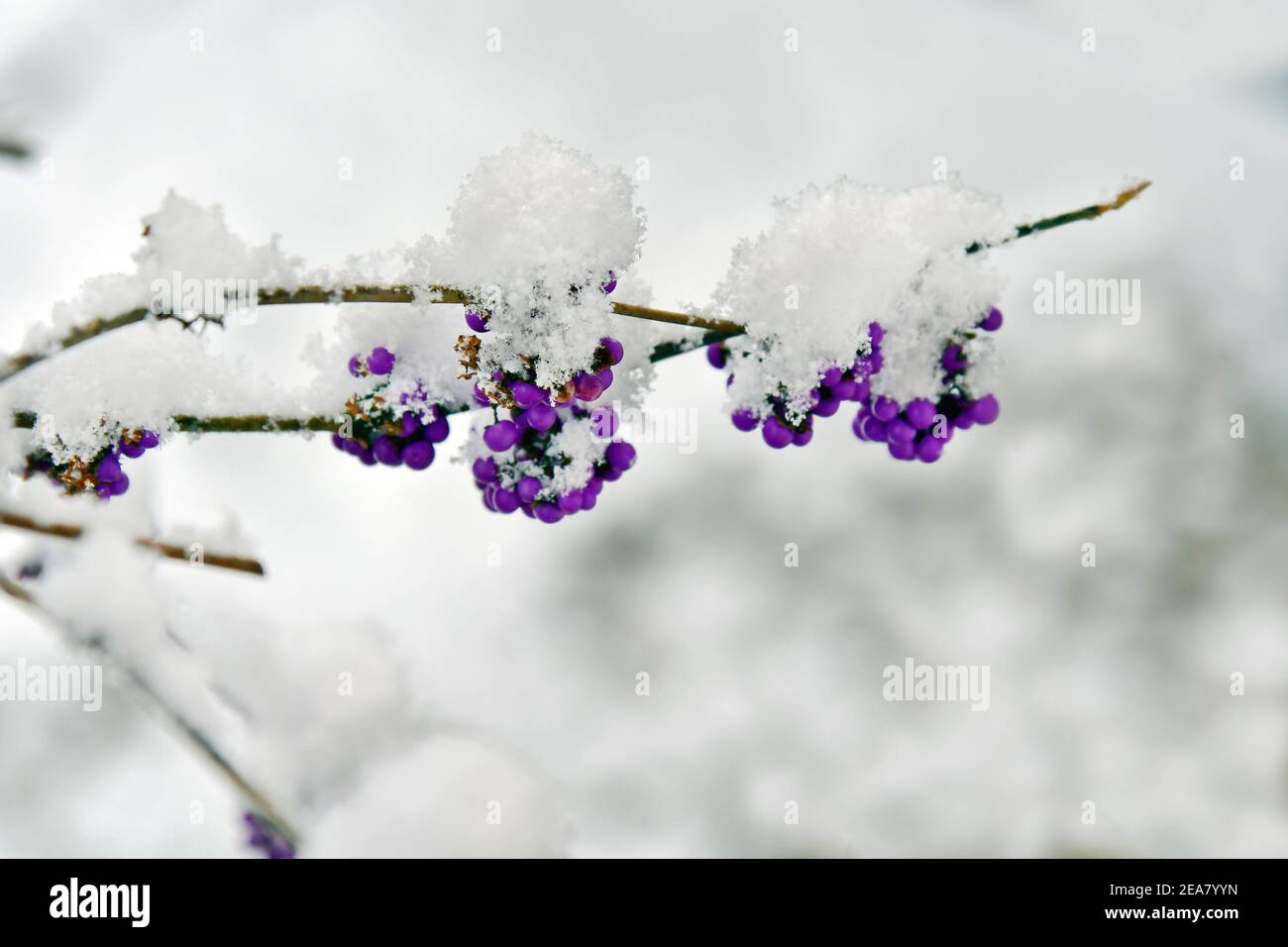 neige fraîche sur le bush de baies d'amour Banque D'Images