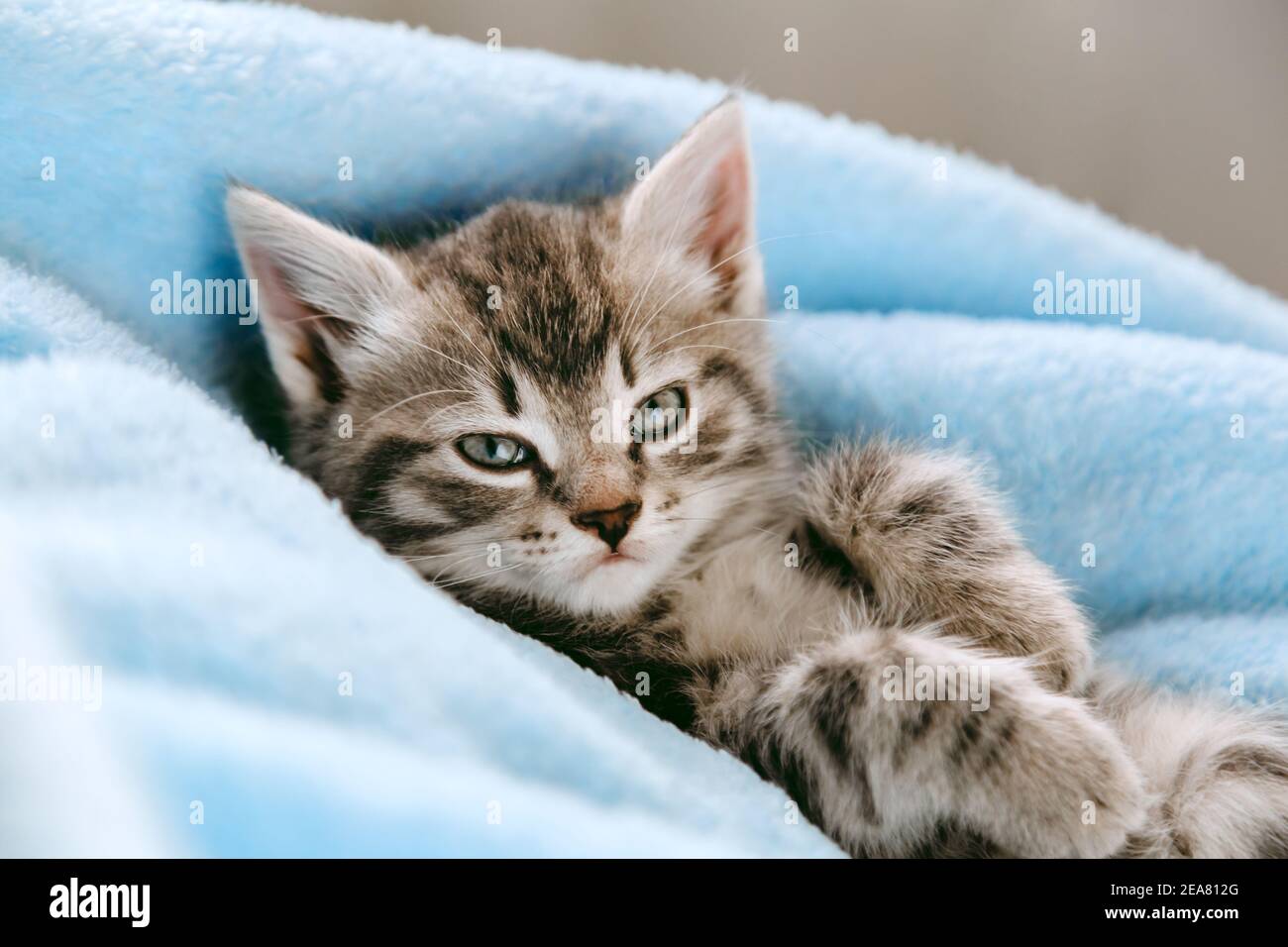 Tabby chaton gris couché sur le dos. Animal de compagnie animal de mammifères de chat avec le visage intéressé regard sur l'appareil photo. Petit chaton gris à la maison sur la couleur Banque D'Images