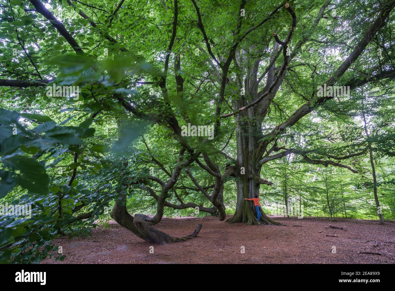 Allemagne, Reinhardswald: La parade du hêtre de 29 m de haut à Urwald Sababurg (forêt primitive). La réserve naturelle de 92 ha est située dans les collines Weser. Banque D'Images