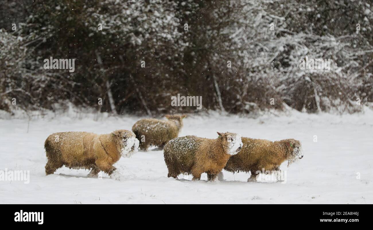 Sissinghurst, Royaume-Uni. 8 février 2021. Des moutons qui bissent dans un champ couvert de neige à Sissinghurst dans le Kent alors que Storm Darcy continue d'apporter des températures glaciales et des conditions météorologiques hivernales à la majeure partie de la moitié est du Royaume-Uni. Credit: Richard Crease/Alay Live News Banque D'Images