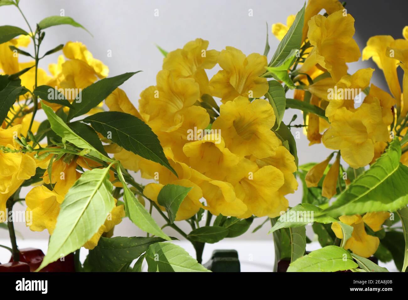 La nature a donné une vraie couleur jaune à travers ces pétales de fleurs. Banque D'Images