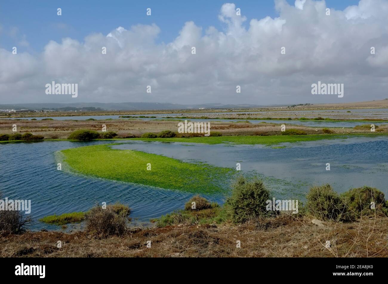 Vue sur le Barbate Saltpans, Barbate, province de Cadix, Andalousie, Espagne Banque D'Images