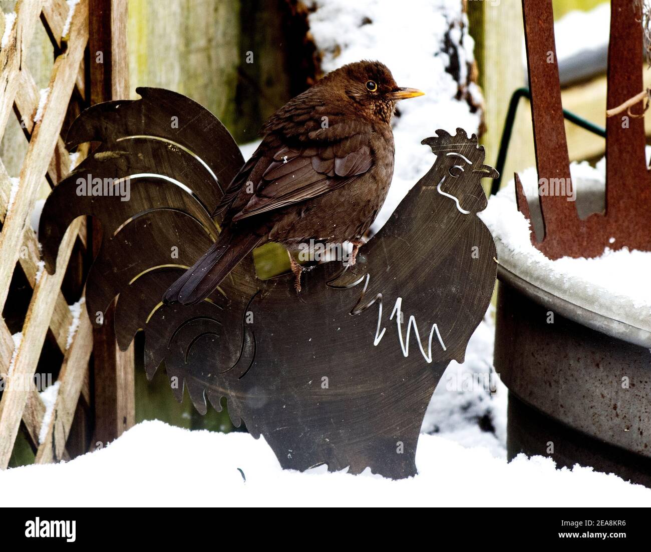 Thaxted Essex UK Snow conditions Winter conditions météorologiques 8 février 2021 une femelle de Blackbird sur un poulet dans la neige. Banque D'Images