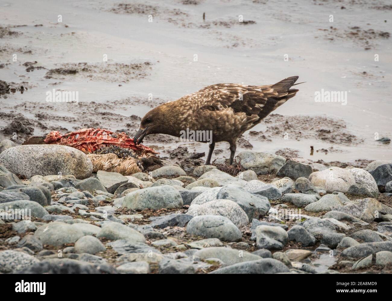 Skua affamé (Stercorariidae), Antarctique Banque D'Images