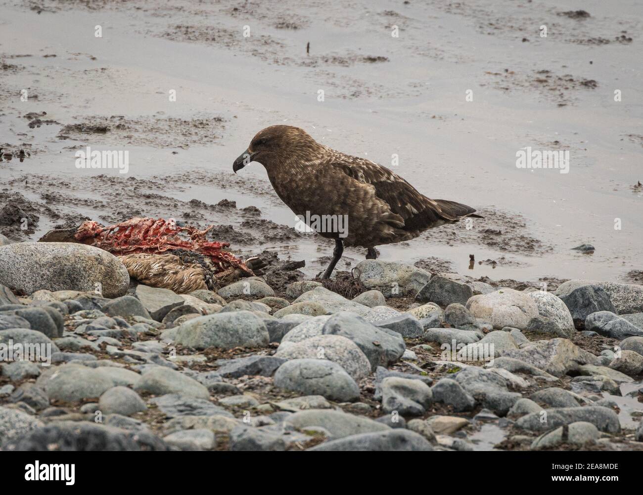 Skua affamé (Stercorariidae), Antarctique Banque D'Images