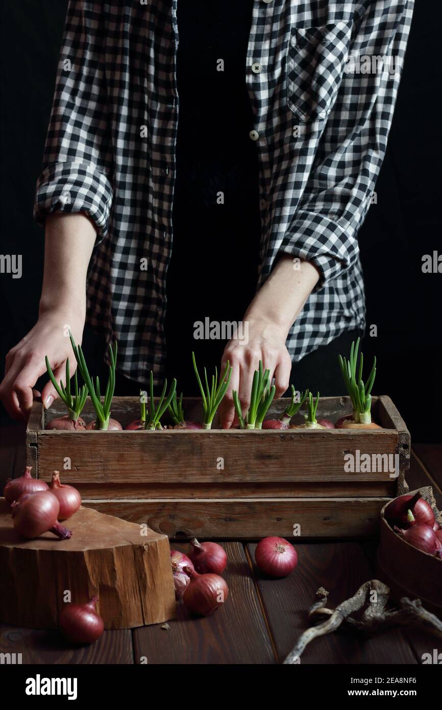 Femme plantant des bulbes d'oignons rouges pour la nourriture de printemps de pousses vertes, maison concept de jardinage intérieur, arrière-plan sombre moody, une partie de la récolte de corps sans Banque D'Images