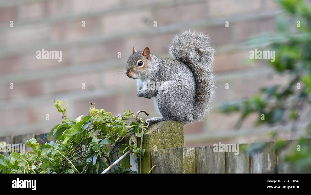 Écureuil gris Sciurus carolinensis assis sur une clôture de jardin Brighton Sussex Royaume-Uni Banque D'Images