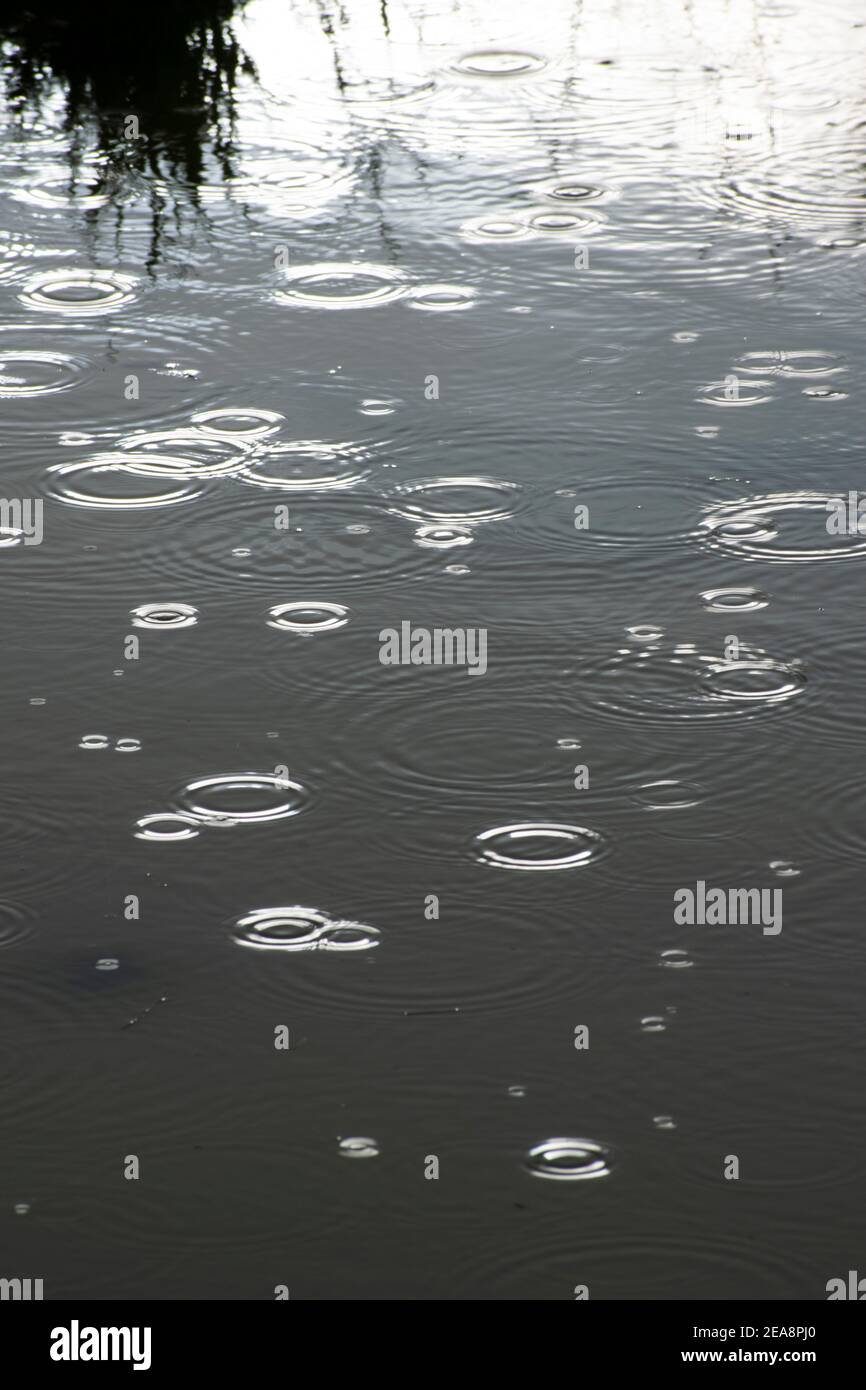 Gouttes de pluie dans une flaque Banque D'Images