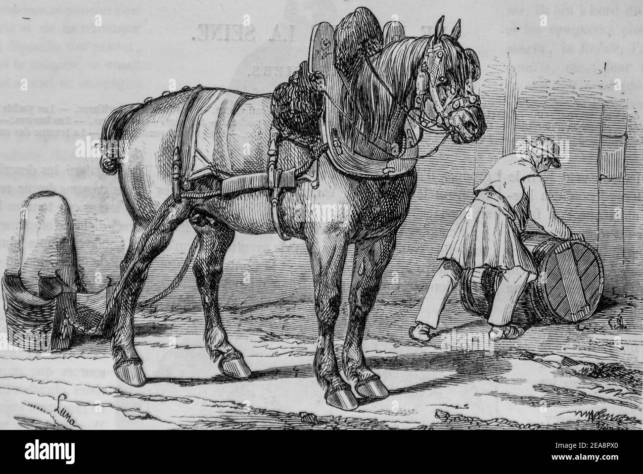 cheval normand, tableau de paris par edmond texier, éditeur paulin et le chevalier 1852 Banque D'Images