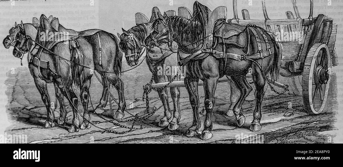 chevaux flamands, tableau de paris par edmond texier, éditeur paulin et le chevalier 1852 Banque D'Images
