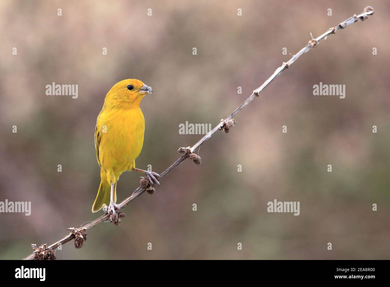 Safran Finch (Sicalis flaveola) perchée dans un griffonnage Banque D'Images