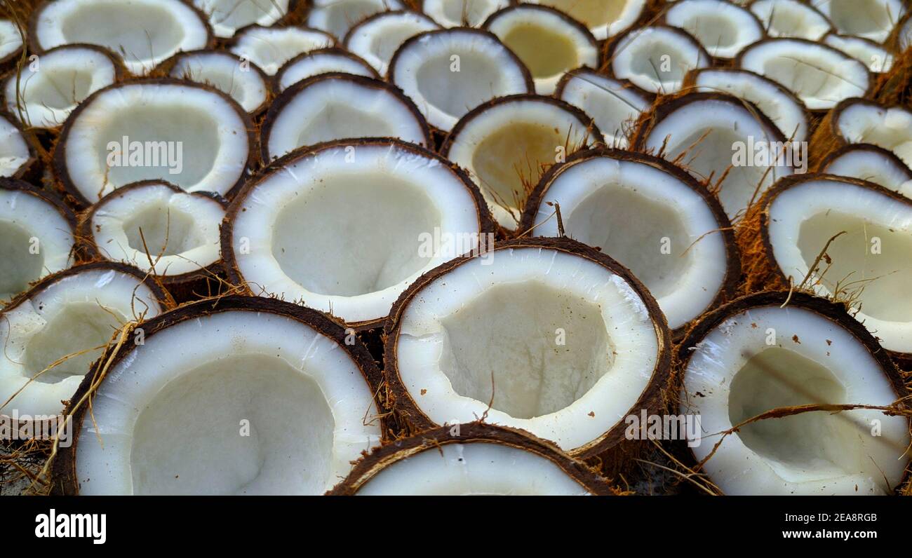 noix de coco mis en lumière du soleil pour le séchage Banque D'Images
