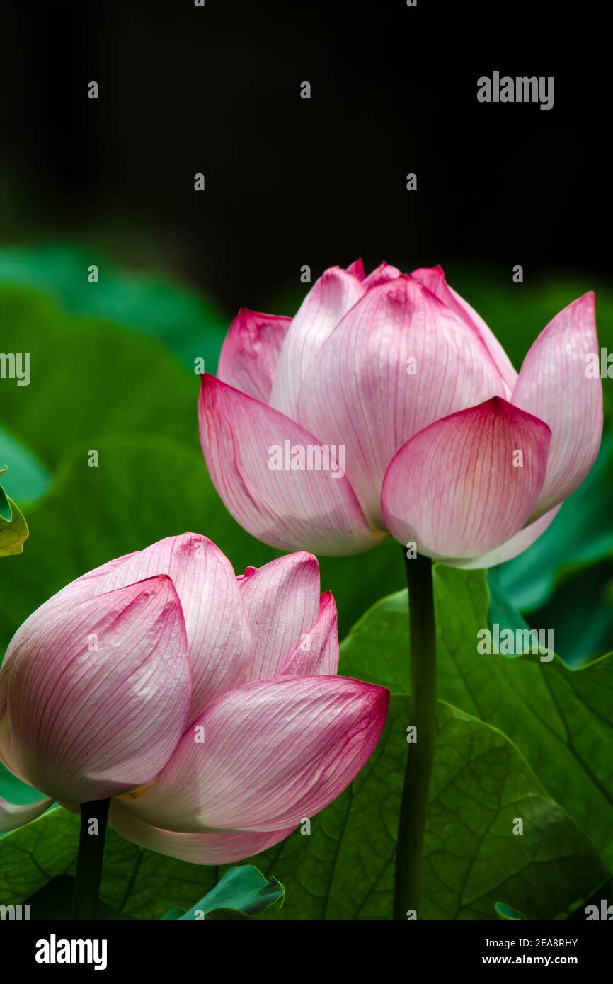 Fleur de Lotus à l'étang Shinobazu, Ueno, Taito-ku, préfecture de Tokyo, Japon Banque D'Images