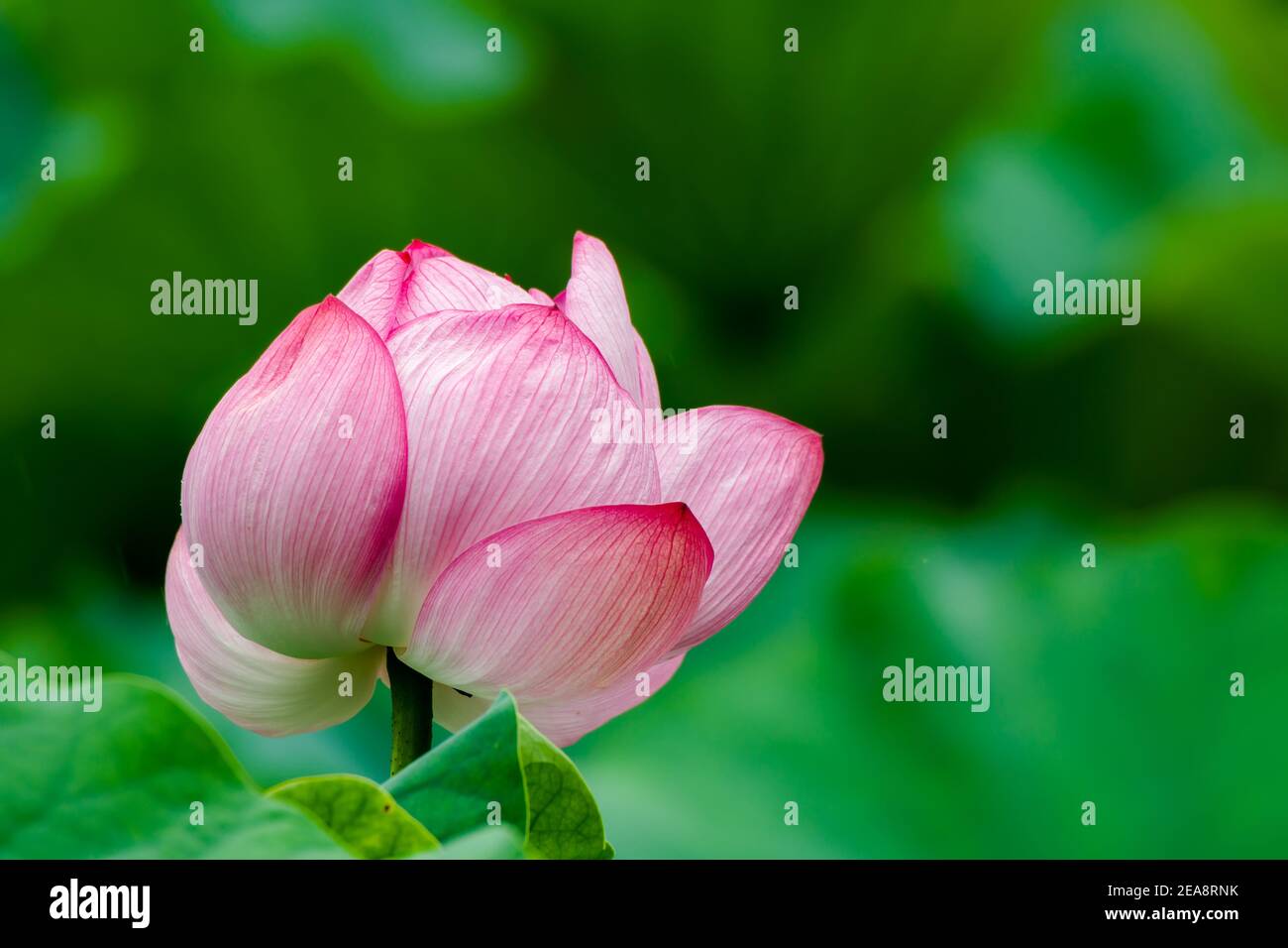 Fleur de Lotus à l'étang Shinobazu, Ueno, Taito-ku, préfecture de Tokyo, Japon Banque D'Images