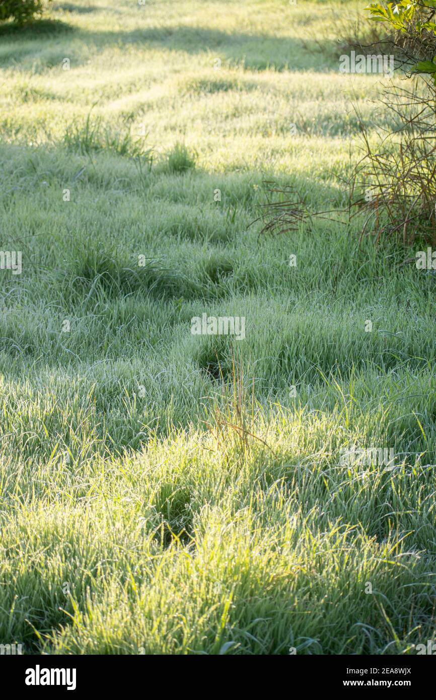 Empreintes de pas dans l'herbe du matin Banque D'Images