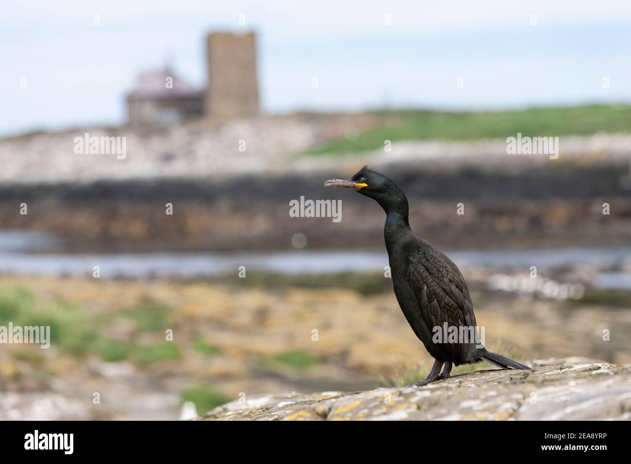 Shag (Phalacrocorax aristotelis), Îles Farne, Northumberland, Royaume-Uni Banque D'Images