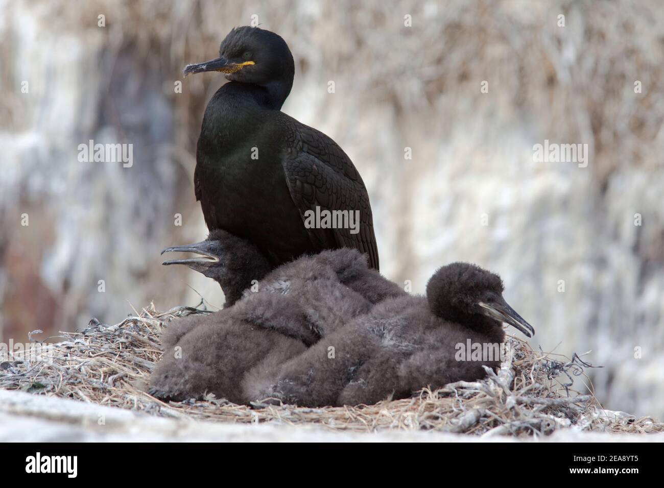 Shag, Phalacrocorax aristotelis, avec de jeunes sur son nid, Iles Farne, Northumberland, Angleterre Banque D'Images