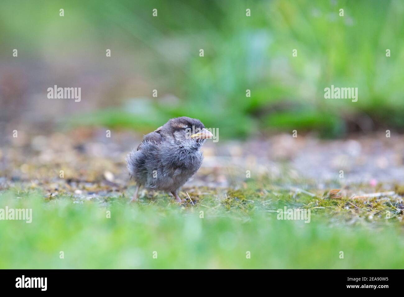 Baby House Sparrow Banque D Image Et Photos Alamy