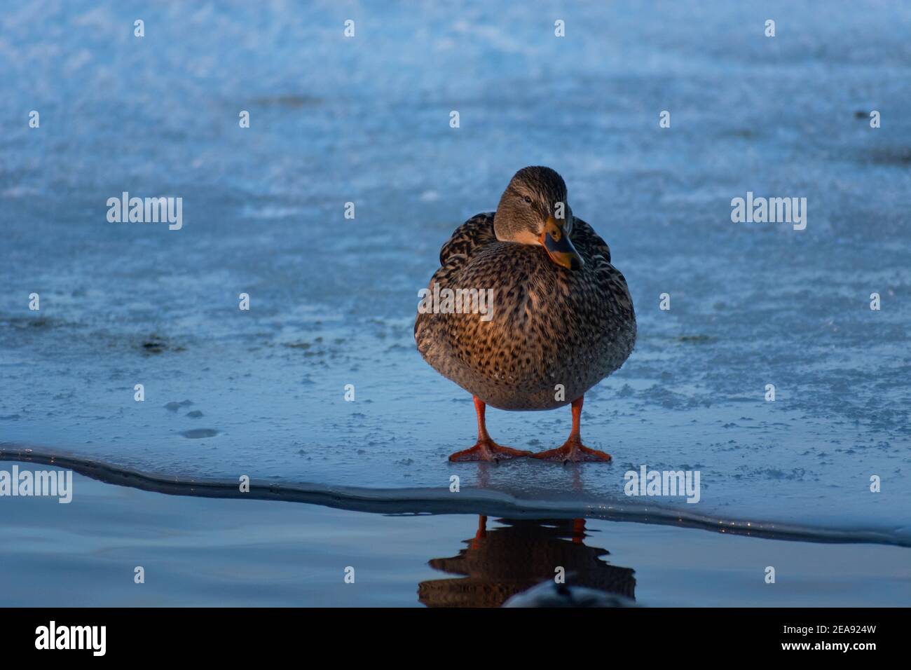 Un canard sauvage debout sur une feuille de glace congelée Banque D'Images