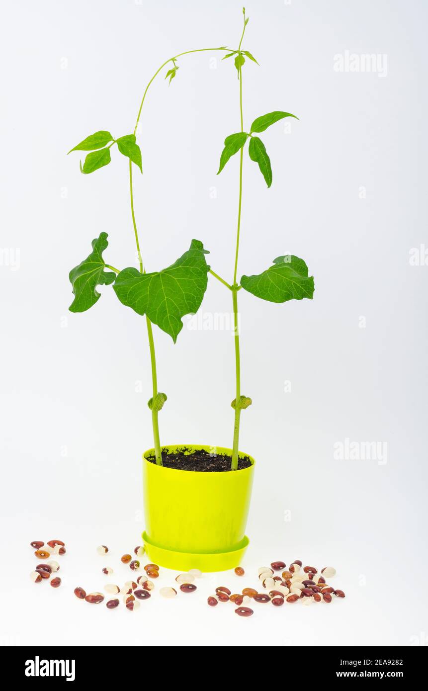 De jeunes pousses de haricots verts dans le pot. Studio photo Banque D'Images