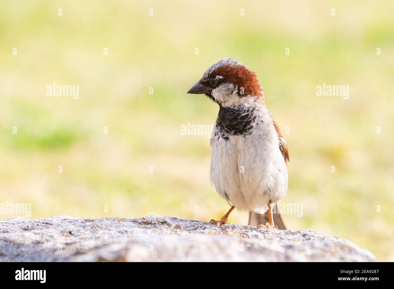 Bruant masculin [ Passer domesticus ] sur un rocher avec posture droite Banque D'Images