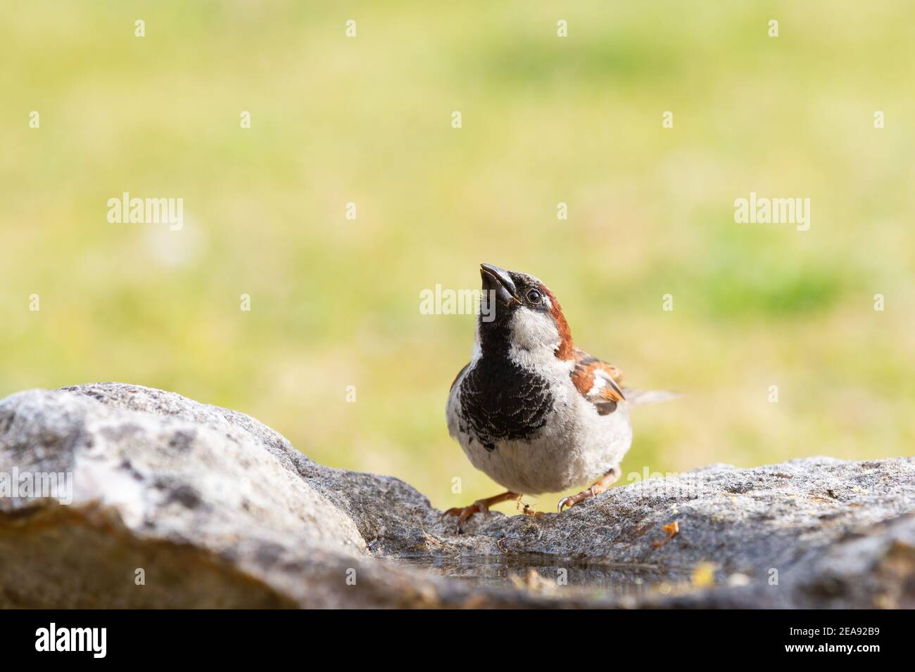 Bruant de maison de sexe masculin [ Passer domesticus ] boire de a piscine sur un rocher Banque D'Images