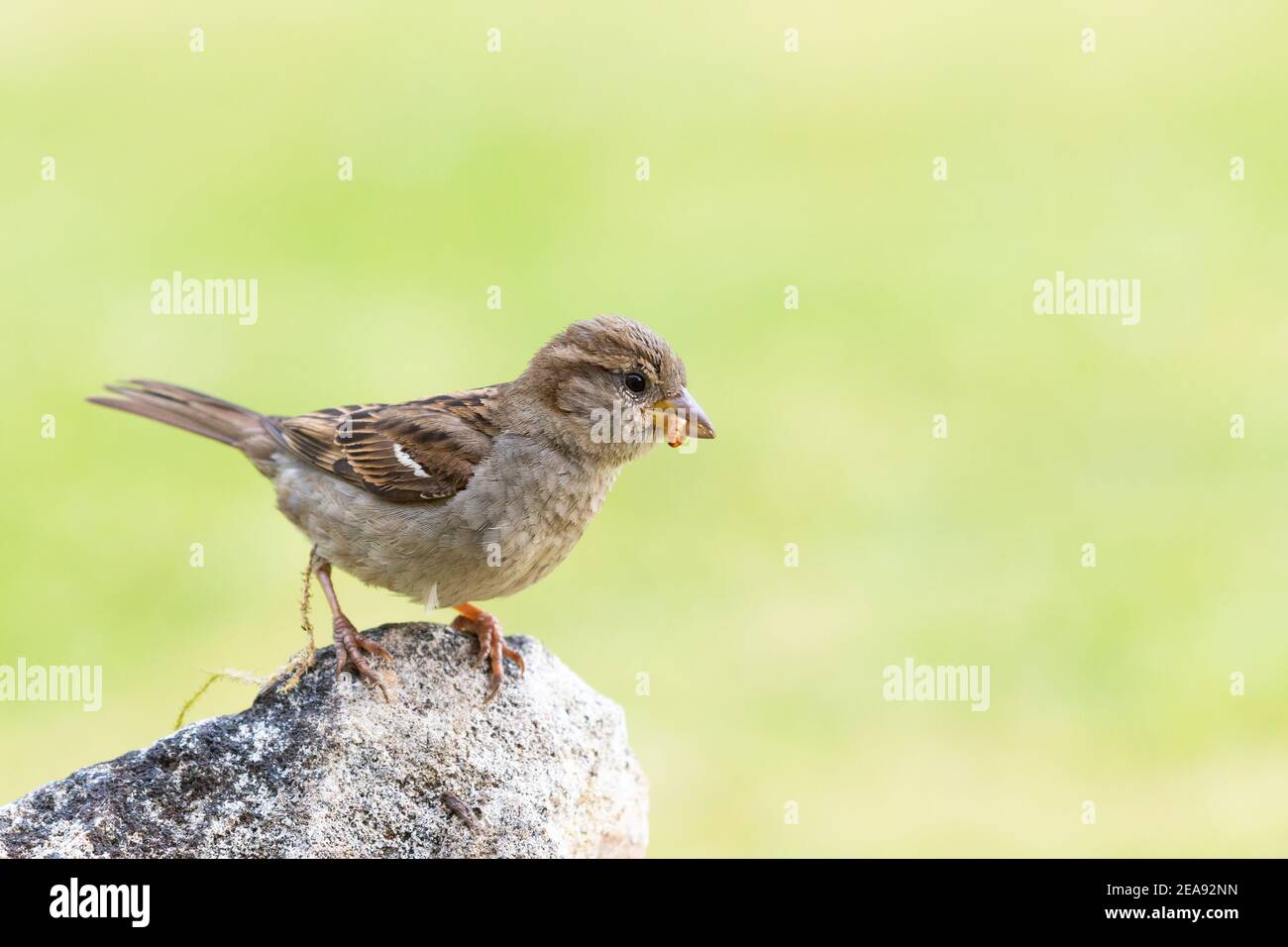 Femme maison Sparrow [ Passer domesticus ] sur un rocher AVEC MEALWORM DANS SON BEC Banque D'Images