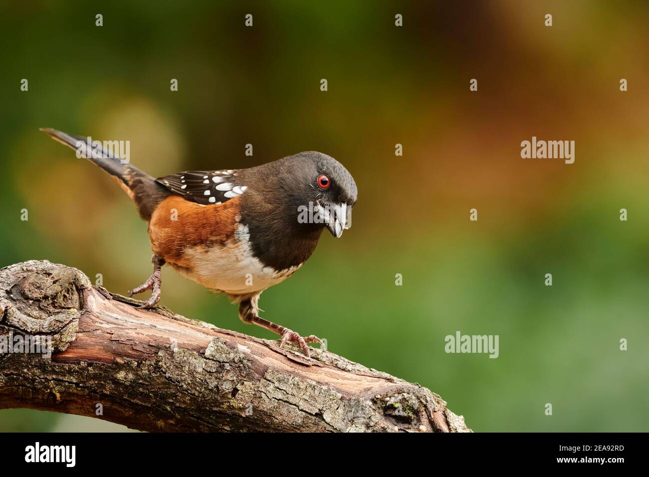 Towhee à une mangeoire de jardin à l'arrière, Courtenay, Île de Vancouver, Colombie-Britannique, Canada Banque D'Images