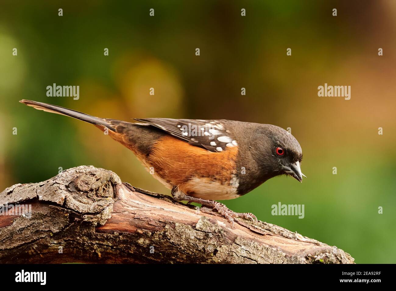 Towhee à une mangeoire de jardin à l'arrière, Courtenay, Île de Vancouver, Colombie-Britannique, Canada Banque D'Images