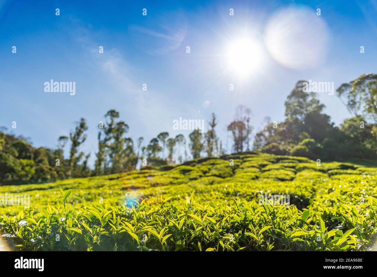 Feuilles et buissons sur une plantation de thé un jour ensoleillé dans le contre-jour, Munnar, Inde Banque D'Images