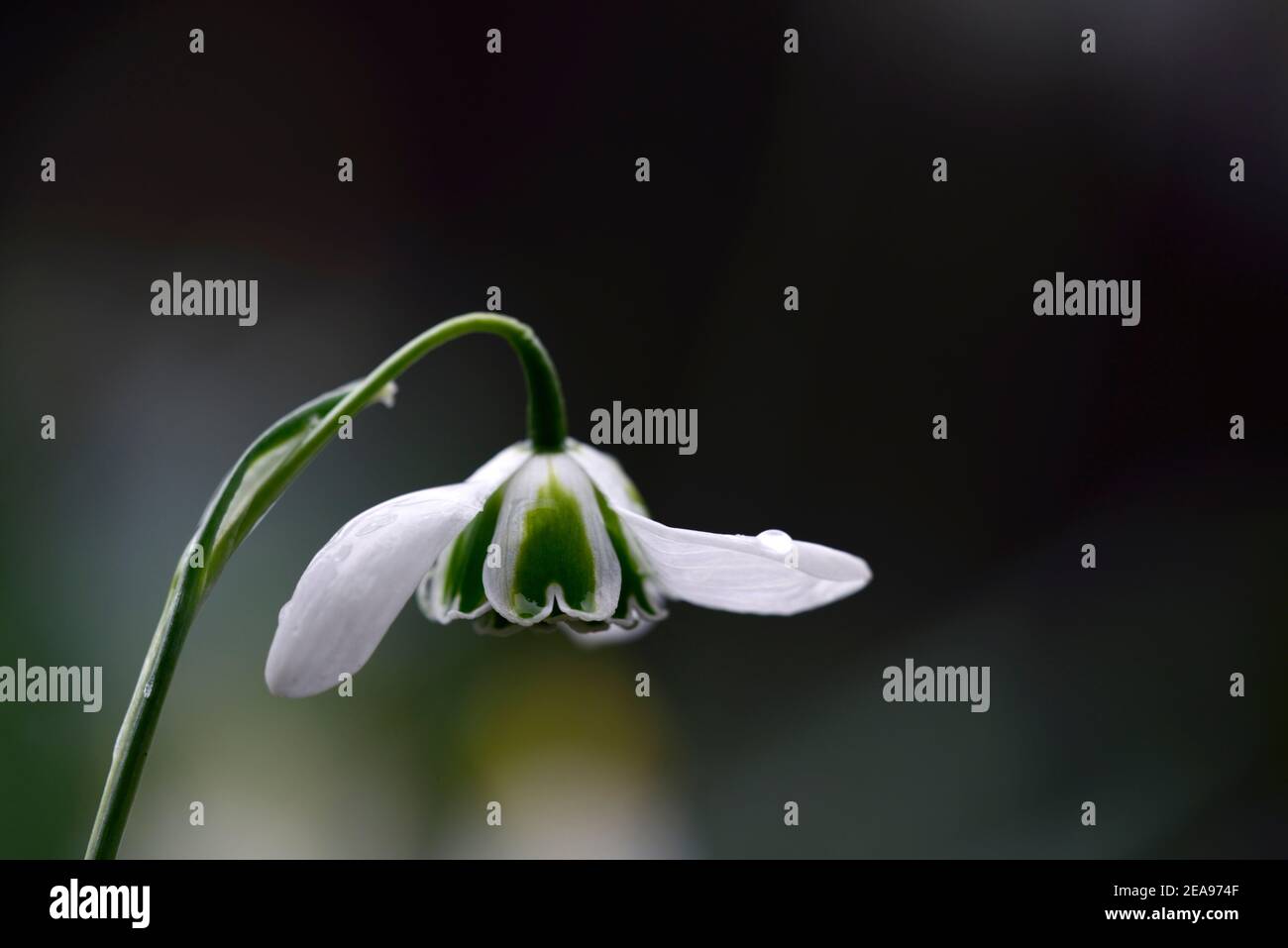 galanthus ophelia,double,flower,double,flower,flower,fleurs,fleurs,fleurs,fleurs,fleurs,blanc,marquage vert,marquage,marquage,Greatorex Double Banque D'Images