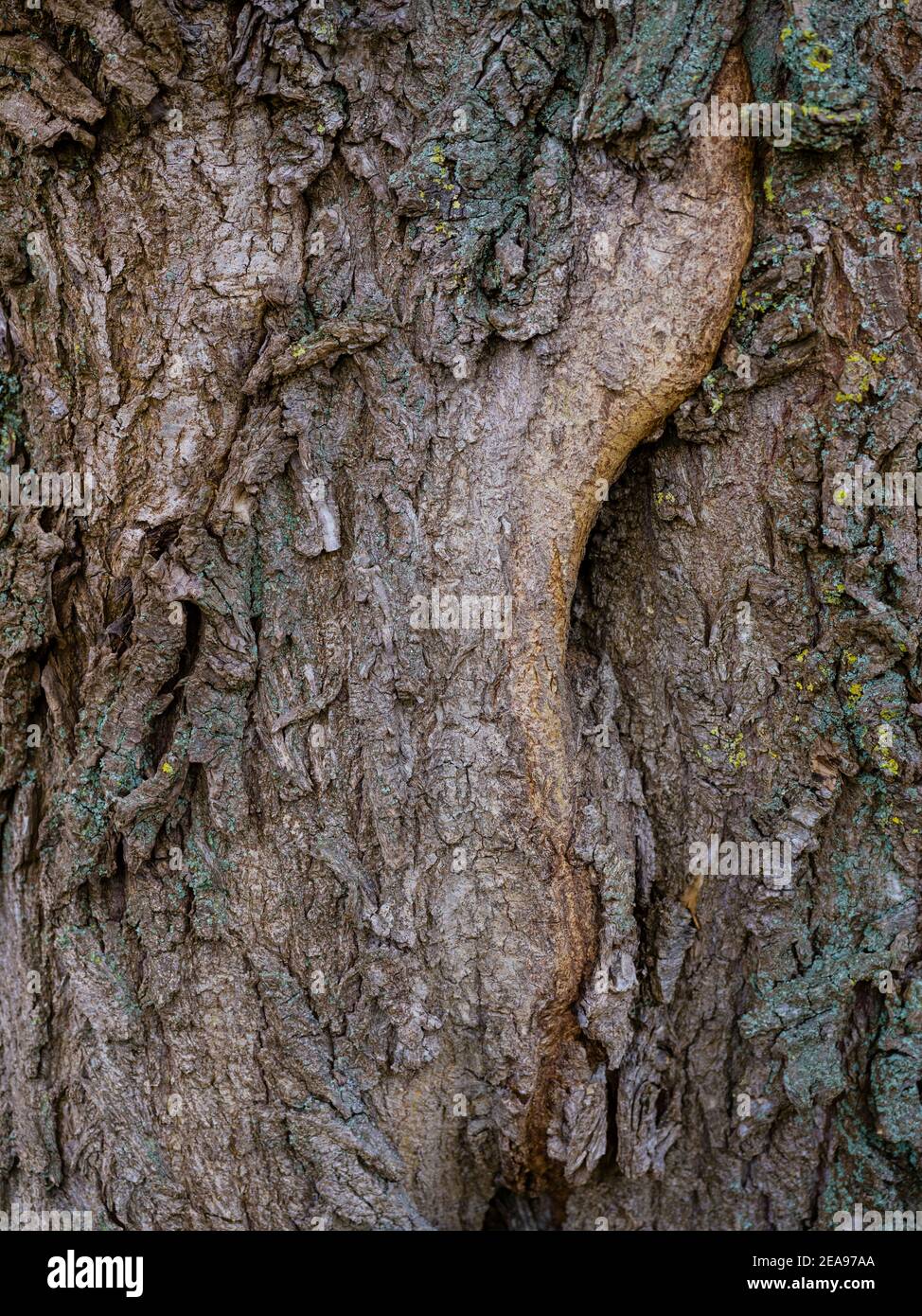 Écorce d'arbre barratée Banque D'Images