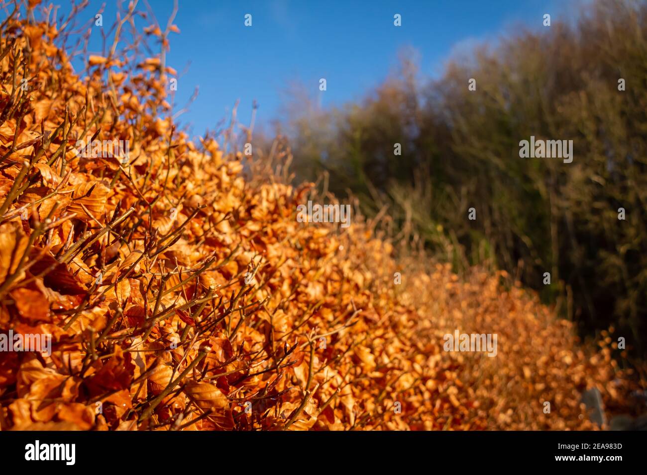 Haie en hêtre doré à l'automne ou à l'automne Banque D'Images