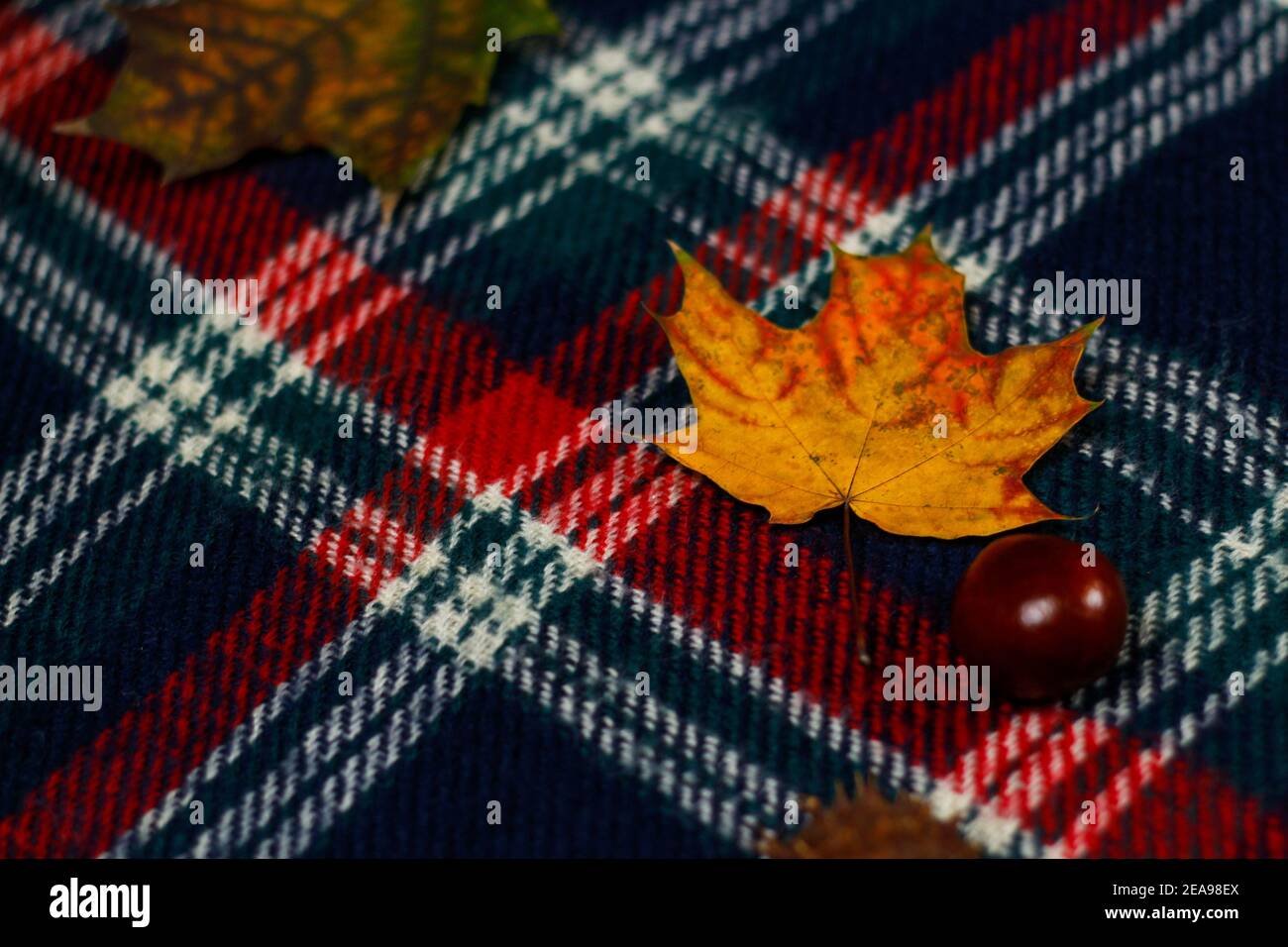 Flou artistique gros plan sur la feuille d'érable jaune. Ambiance automnale confortable avec foulard à carreaux rouges feuilles d'érable, châtaignier, mise en page. Vue de dessus. Maquette de Banque D'Images