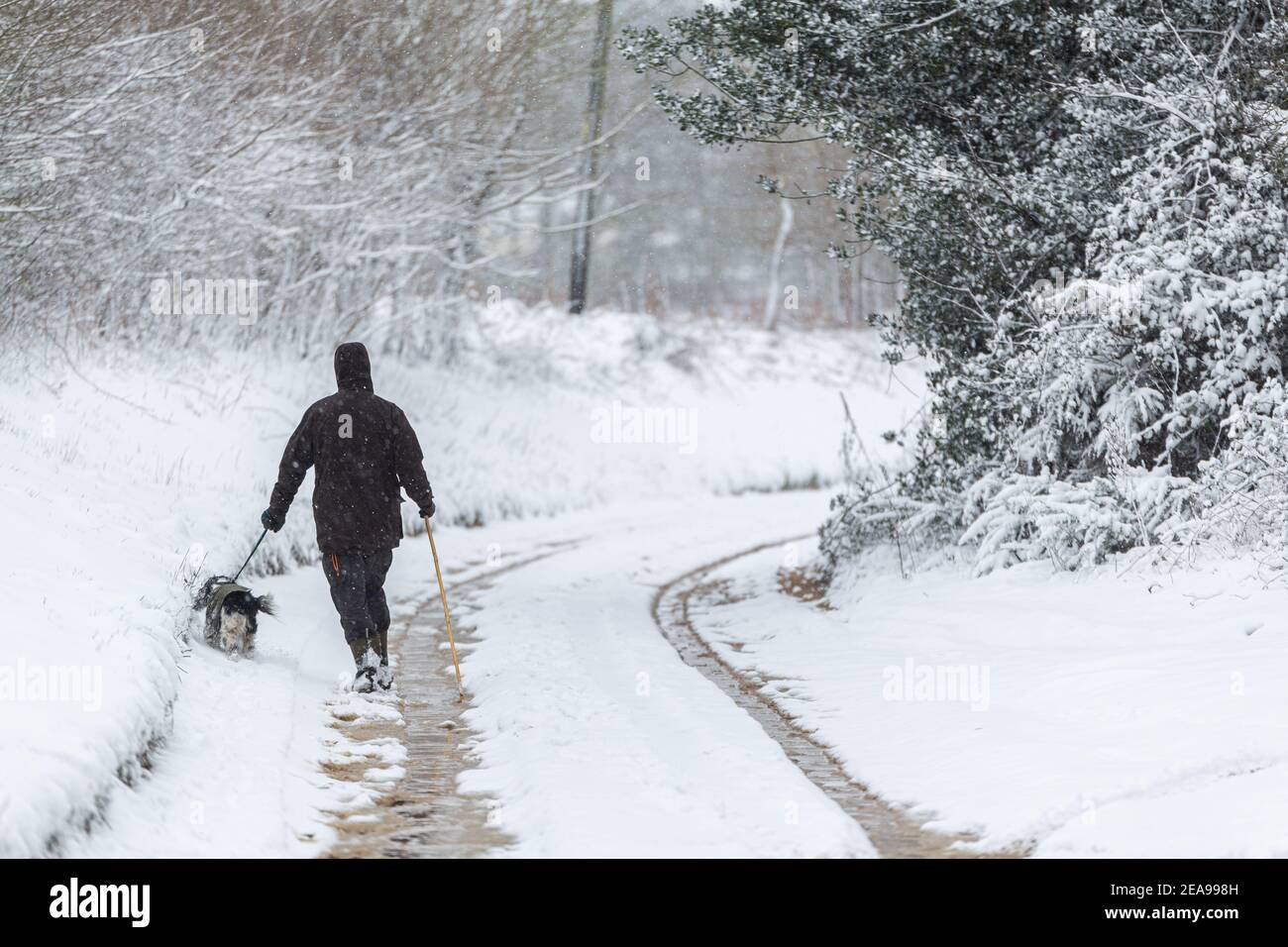 Un homme marche son chien pendant un blizzard de tempête de neige. Bête de l'est 2021. Conditions météorologiques extrêmes Banque D'Images