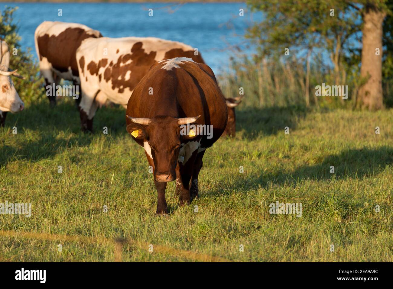 Troupeau de vaches, vaches, ferme Banque D'Images
