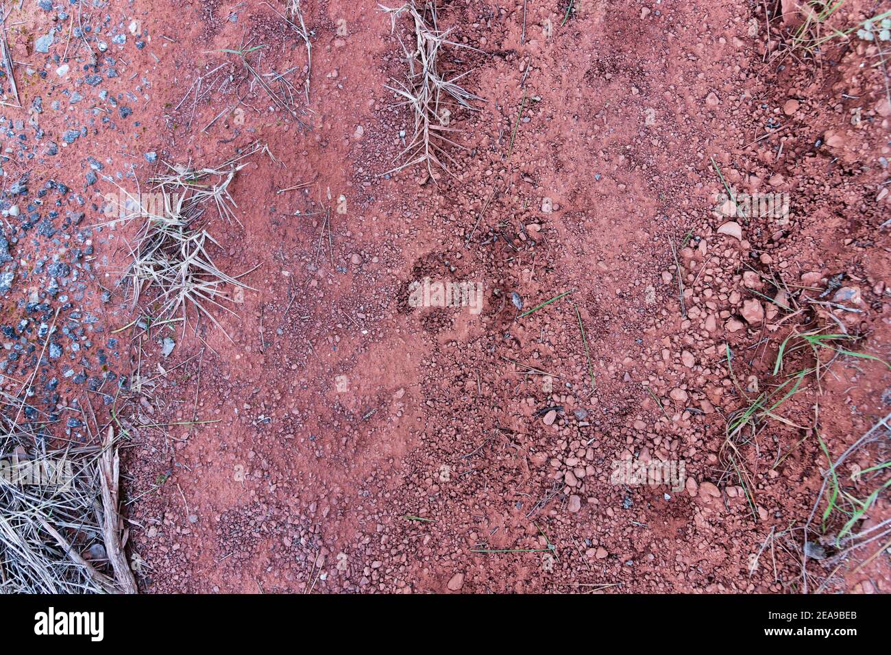 L'empreinte d'un cochon sauvage dans le sable rouge comme le sol, le sol argileux rouge. Animaux sauvages dans les bois. Chasse aux porcs sauvages Banque D'Images