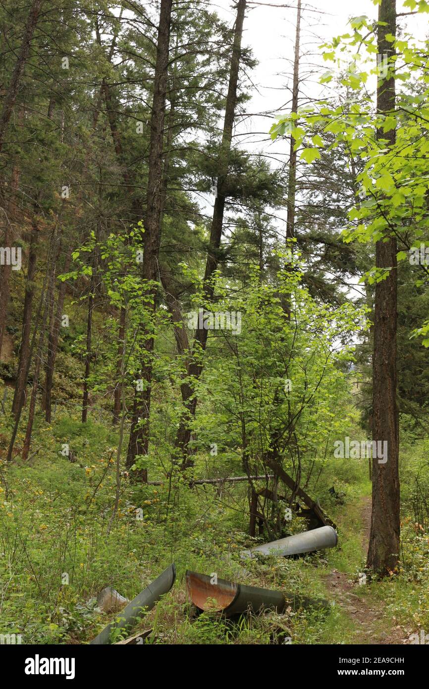 vieux bac à eau dans les bois Banque D'Images