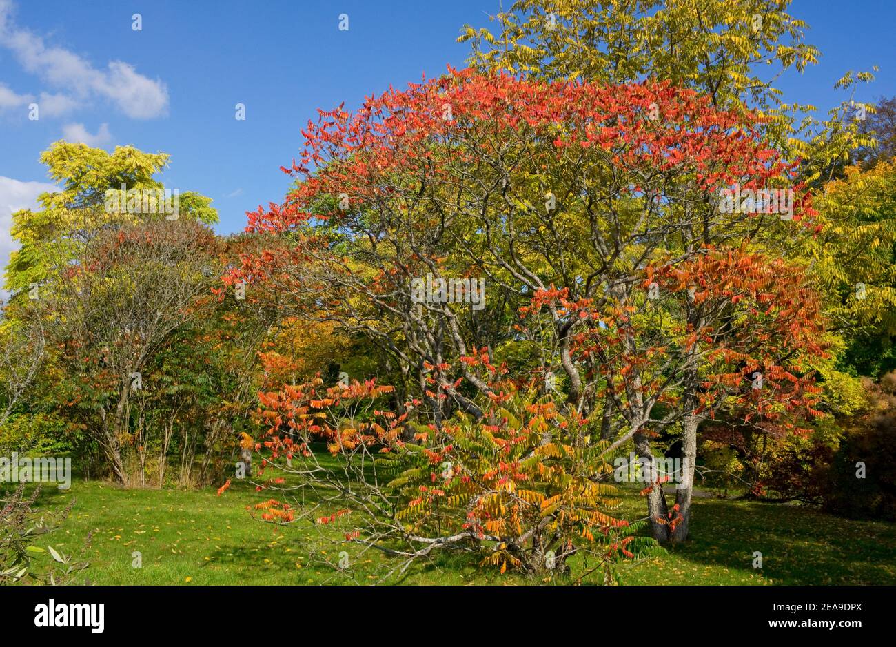 Europe, Allemagne, Hesse, Marburg, jardin botanique de l'Université Philipps sur les montagnes de Lahn, arbre à vinaigre de couleur automnale (Rhus typhina) Banque D'Images