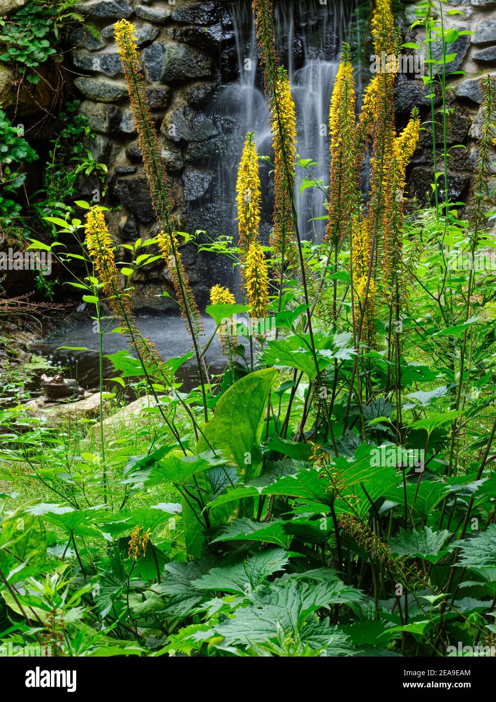 Europe, Allemagne, Hesse, Marburg, jardin botanique de l'Université de Philipps sur les montagnes de Lahn, chute d'eau dans le Farnschlucht, fleur de fond (Ligularia) Banque D'Images