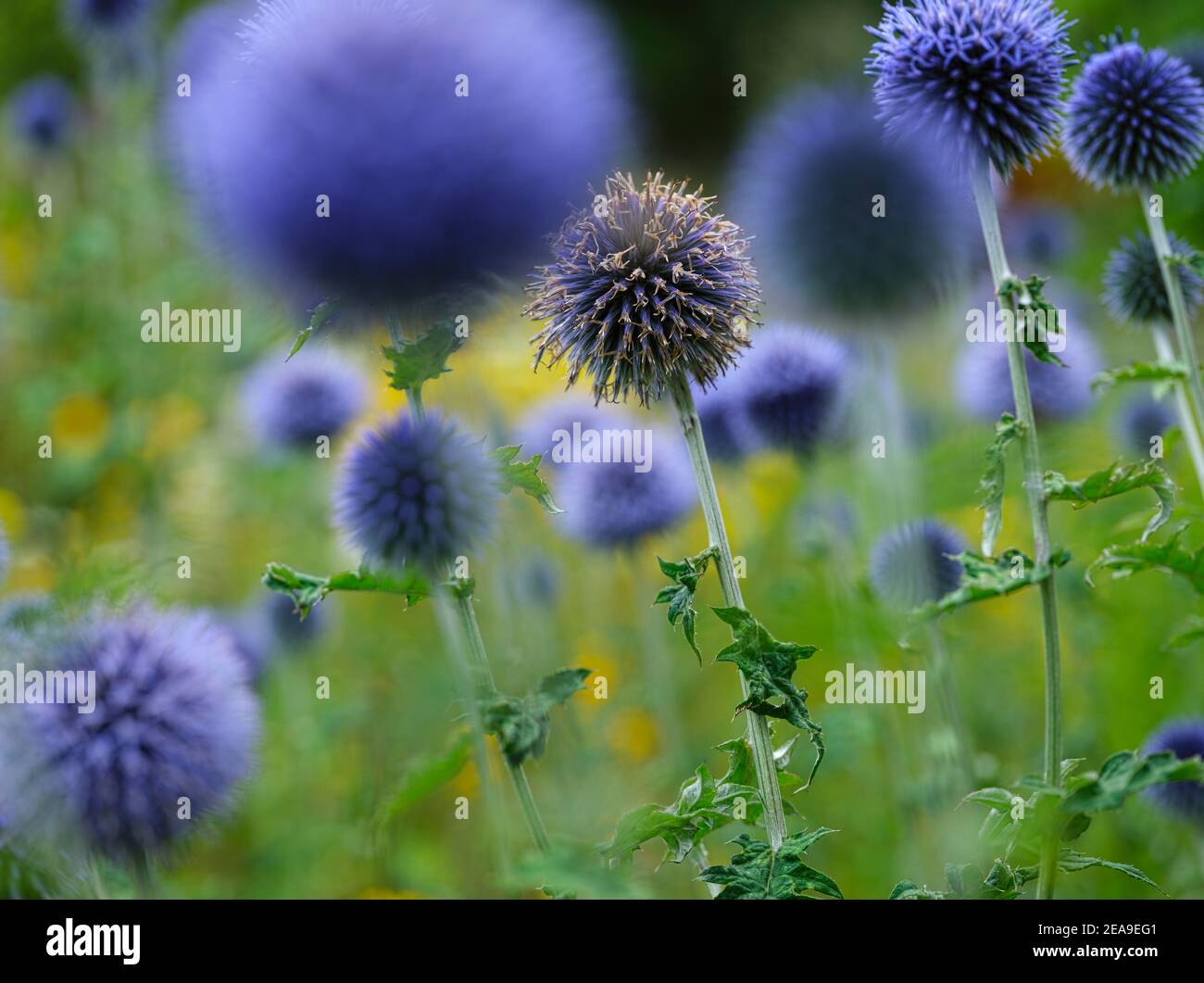 Europe, Allemagne, Hesse, Marburg, jardin botanique de l'Université Philipps sur les montagnes de Lahn, prairie florale avec chardon sphérique bleu (Echinops) Banque D'Images