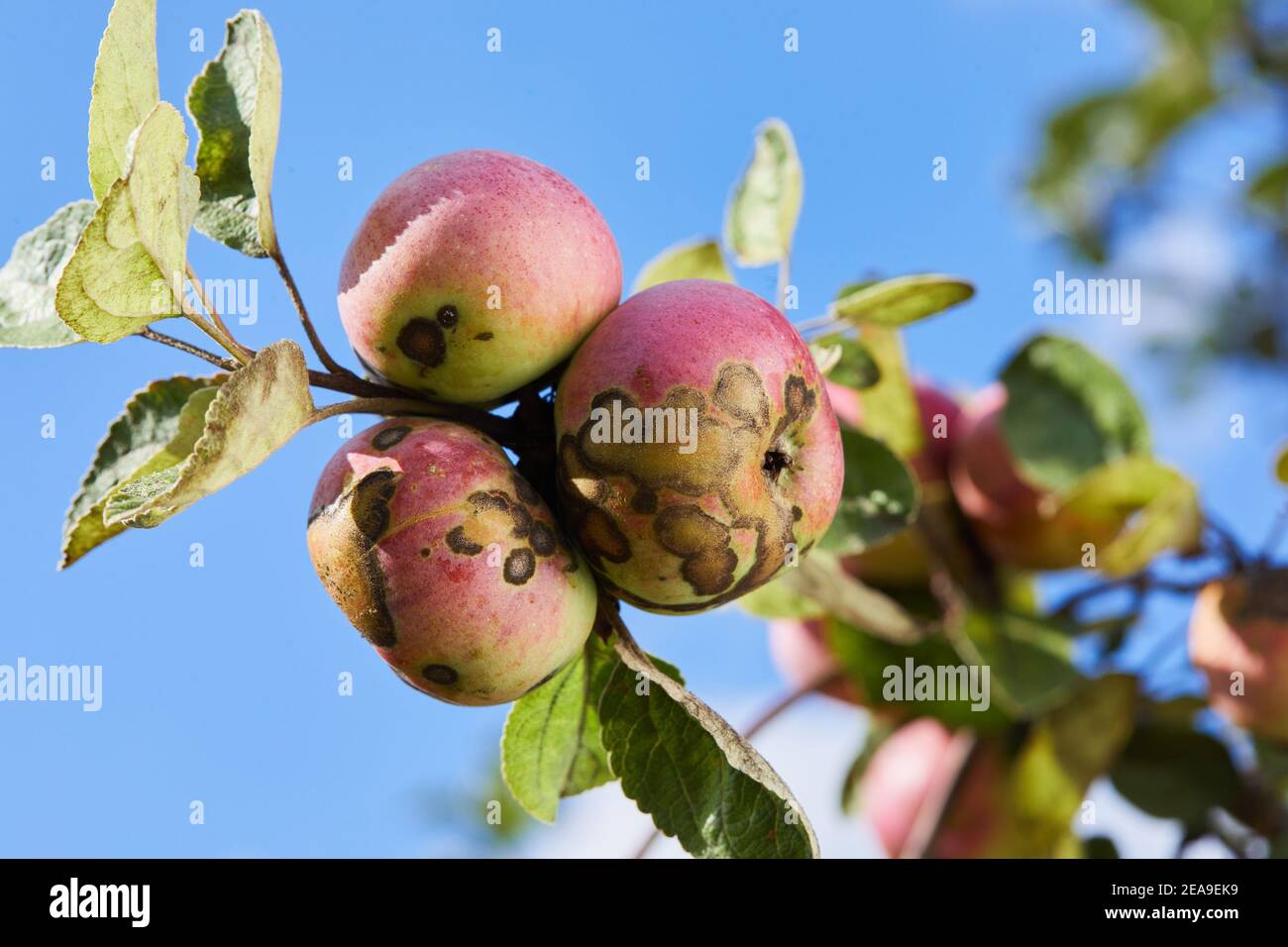 Fruits infectés par la gale de la pomme Venturia inaequalis. Problèmes d'Orchard Banque D'Images