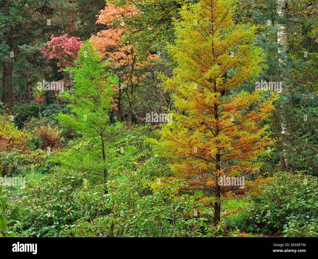 Europe, Allemagne, Hesse, Marburg, jardin botanique de l'Université de Philipps sur les montagnes de Lahn, automne dans la forêt de rhododendron Banque D'Images